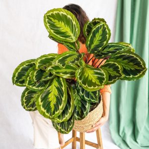 Everspring – Calathea Médaillon