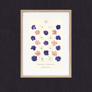 MaisonFolium – Herbier Fleurs Séchées Dauphinelle
