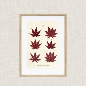 MaisonFolium – Herbier Erable Japonais