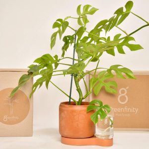 Greenfinity (Belgique) – Jardinière autonome et système de bouturage – Les Raffineurs