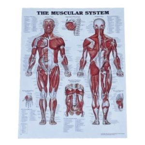 Poster corps humain – Les muscles