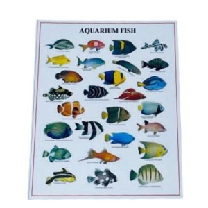 Poster poissons d&rsquo;aquarium