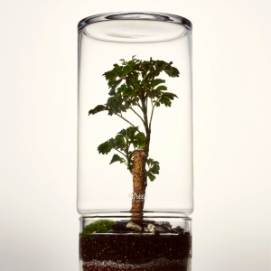 Herbarium – Terrarium Totem Standard